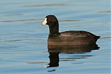 American Coot